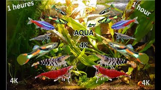 Relaxing aquarium 1 hour planted aquascaping – no music 4k aqua  1