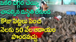 జాబ్ కన్నా కౌజు పిట్టల పెంపకం బాగుంది | Quail Birds Farming | Young Farmer Success Story #i3media