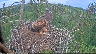 juras erglis 2015 07 29 18 06 Eaglet staring motionless for 12 minutes.