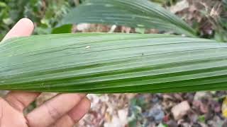 গোলপাতা গাছ দেখতে গেলাম বাগানে। #Round-leaved tree #foryou #@khorshedalam3305 #Garden