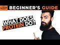 What is Protein? | Beginner Series