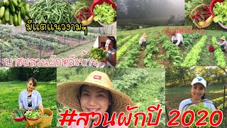 ภาพรวมสวนผักปี2020#สวนผักในอเมริกา#ปลูกผักกินเอง#ชีวิตในต่างแดน