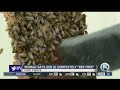 Fort Pierce woman says she's 'bee free' after help from WPTV viewers