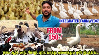 Integrated Farm Tour - நாய், கோழி, புறா, வாத்து அனைத்தும் ஒரே இடத்தில்-வாங்க சுற்றி பார்க்கலாம்