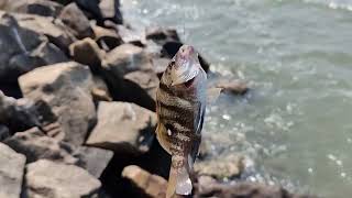 harbor fishing /ponnani/kerala/fishing/