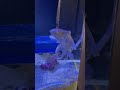 Bruce the octopus finds some crabs!