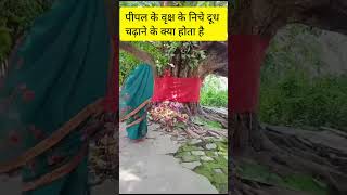 पीपल के वृक्ष के निचे दूध चढ़ाने के फायदे🙏#ytshorts #shorts #dailyvlog #youtubeshorts #viral