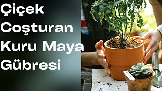 Kuru Maya Gübresi I Çiçek Coşturan I Maya Gübresi I Dry Yeast Fertilizer I  Yeast Fertilizer