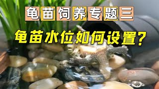 浅水养龟反而溺死？龟苗水位设置三大问题！4分钟解决你的疑问！