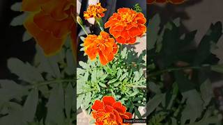 Marigold flower plantation at home part2 #shorts #marigold #flowers #garden #shortsvideo #viralvideo