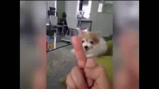 Dogs Hates Being Flipped Off!
