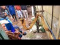 Deadly Cobra hides in the toilet after killing 2 dogs!