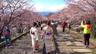 京都 桜　円山公園 蹴上インクライン 南禅寺 哲学の道　Season of cherry blossoms in Kyoto