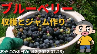 【ブルーベリー栽培】栽培している人に言いたい／収穫大変じゃないかな？考え方を変えると簡単かも！／ジャムも作るよ－Vol.42（2022.07.23）【blueberry cultivation】