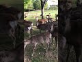 芝生を食べる奈良公園の鹿。日向に出れば一面芝生が生えてる。　 shorts 奈良公園　 奈良の鹿　 deer narapark japan