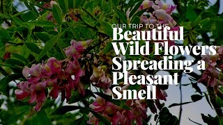 Beautiful Wild Flowers Spreading a Pleasant Smell in the jungle