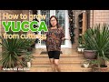 Paano Magtanim ng Yucca (HOW TO GROW YUCCA PLANTS FROM CUTTINGS /Very Easy Way)