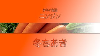 【野菜】「品種解説」ニンジン タキイ交配『冬ちあき』