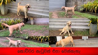 කොව්චර නැටුවත් එපා වෙන්නැහැ