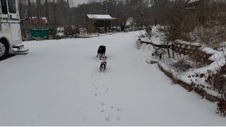 First Snow 2025/ Puppies enjoying the snow ❄️🌨️