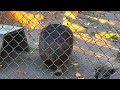 ボクは泥パック中！（ウォンバットのフクちゃん・五月山動物園）