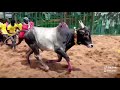 ayyapatti ayyanar kovil kalai part 2 jallikattu 2020