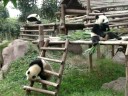 drunk pandas do the funniest things chengdu