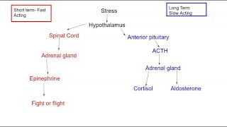 The Stress Response