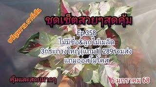 🌹🌼โปรชุดเซ็ตสุดคุ้มEp.358🌹🌼 6 มกราคม 2568☎️094-5323653 #บอนสี  #บอนสีขวัญหวานการ์เด้น