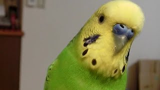 文鳥みたいなセキセイインコと本物の文鳥 文鳥動画