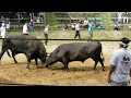 山古志闘牛 角突き 2023 柿乃花黒ダイヤ 岩手 vs 琥志郎 燕 yamakoshi bullfight 新潟 niigata 山古志 闘牛 bullfigh