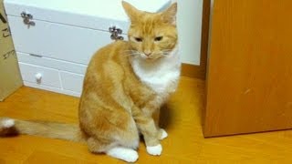 完全に言葉を理解している猫。特定の言葉に反応して返事をする姿が可愛い