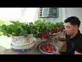 easy tips for growing strawberries in high yield plastic containers