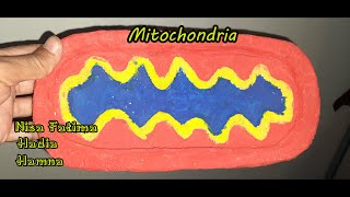 Cardboard mitochondria model | DIY Model