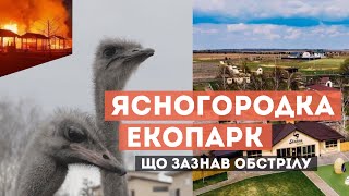 Сімейний Екопарк Ясногородка Після Окупації Страусина Ферма Ресторан Ферма Відроджуються