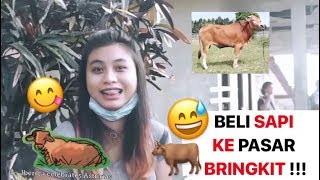 WIKA - KE PASAR BRINGKIT BELI SAPI !!