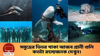 সমুদ্রের গভীরতা এক বিশাল রহস্য ও এক বিস্ময়কর জগৎ। Sea Wonderful World | Divya Tv |