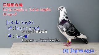 Hiroshima； 鳩 勉強会 (h-19)  ♦福島空港３羽・仙台空港６羽 送付予定♦