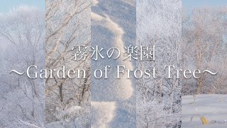 【風景写真】霧氷の楽園〜Garden of Frost Tree〜【4K】