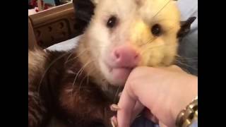 Are opossums affectionate? Sesame sets out to provide answers!