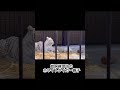 東武動物公園ホワイトタイガー親子放飼練習ママクレーン発動してますwhite tiger mother and cub mama crane activated（tobu zoo）