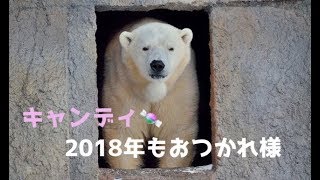 2018年12月28日　円山動物園　ホッキョクグマのキャンディ