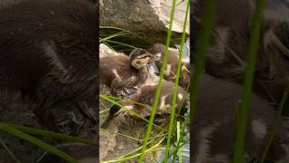 Mallard ducklings are cute! マガモの赤ちゃんは可愛い #shorts