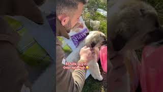 Sevgi paylaştıkça çoğalır #shorts #shortsvideo #dog