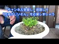 【花】ポットマムの育て方・摘芯