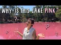 Why Is This Lake Pink? (Re-upload) | NATURISMS