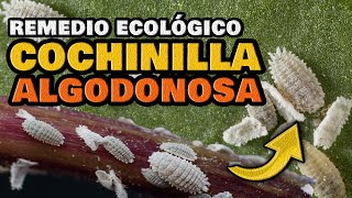 Eliminar las COCHINILLAS en UN DIA | Remedio CASERO para la Cochinilla Algodonosa en las Plantas