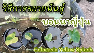 สวยตลึง!! วิธีการชำไหล บอนนาญี่ปุ่น เเบบง่ายๆ ( Colocasia Yellow Splash )​