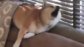 Sick Shibe :(