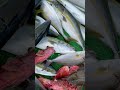 淡路島 釣り船三幸丸【落とし込み釣り最新釣果】